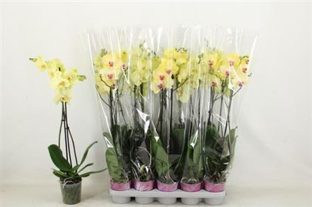 Phal 2-tak Phalaenova White 12/65