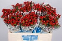 Hypericum Cool Romance 40 sm