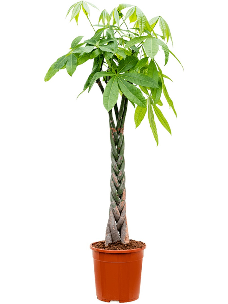 Pachira Aquatica Stam 21/130