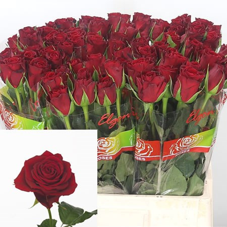 Rose Furiosa 70 sm