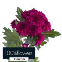 Chr T Barca