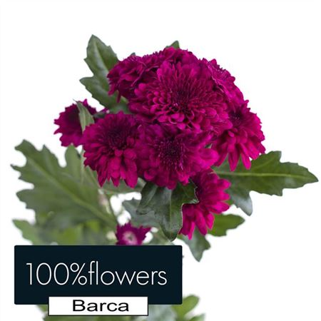 Chr T Barca