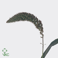 Setaria It Red Jewel