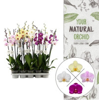 Phal 1-tak Stolk Flora Mix 12/40