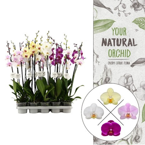Phal 1-tak Stolk Flora Mix 12/40