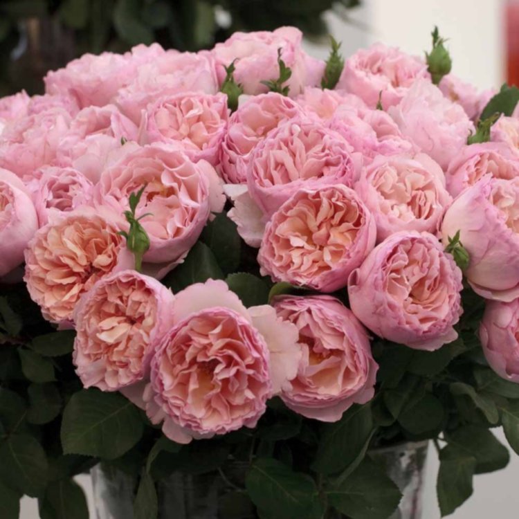 Rose Meilland Charlene De Monaco 50 sm