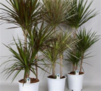 Dracaena Mix 60-30-15 (clock)