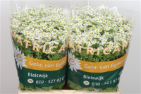 Tanacetum Single Vegmo 70sm