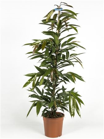 Ficus Bin Amstel King