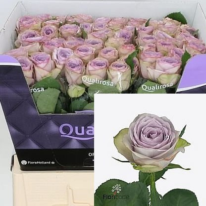 Rose Lullaby 60 sm