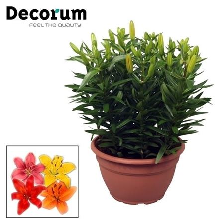 Lilium Aziaatmix Schaal 9pp