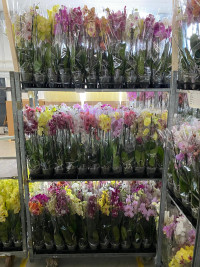 Phal 2-tak Orhids Mix 12/70