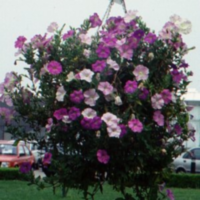 Petunia Gemengd