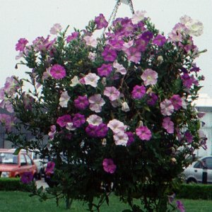 Petunia Gemengd