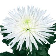 Chr G Anastasia White X10 - chrysanthemum-grand-anastasia-white