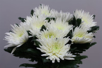 Chr G Anastasia White X10
