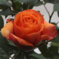 Rosa Bm Orange (grower)