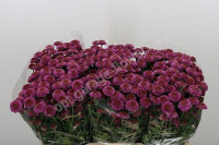 Chr Santini Pizarro 50-600 X25