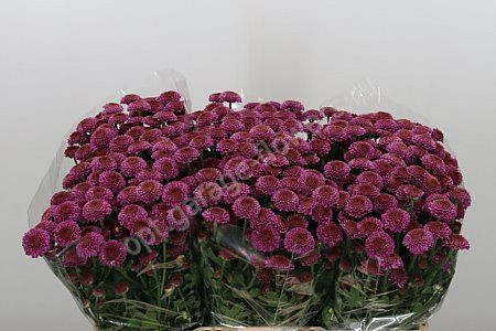 Chr Santini Pizarro 50-600 X25