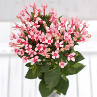 Bouvardia Pink 12/25