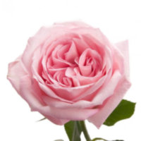 Rose Garden Roses Extra 35 sm