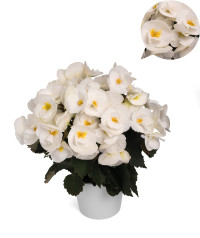 Begonia HI Sunny White 13/30
