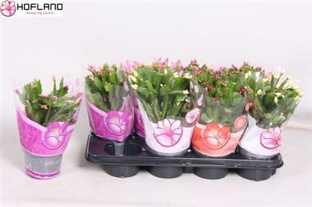 Schlumbergera Mix  6/10
