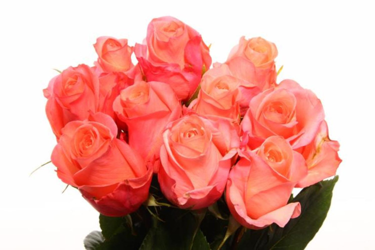 Rose Lady Margaret 60 sm