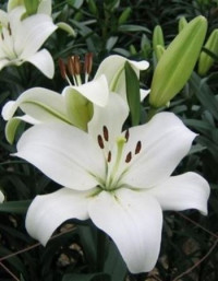 Lilium Or Du Samantha 65 см