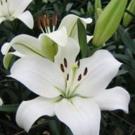 Lilium Or Du Samantha 65 см - B102812_0015007003_V_1