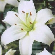 Lilium Or Du Samantha 65 см - B102677_0014923003_V_1