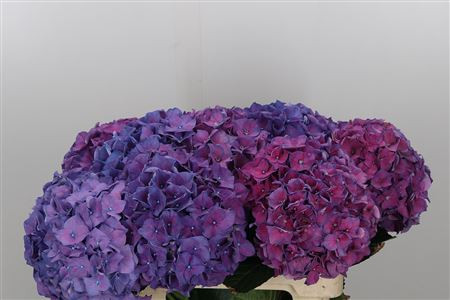 Leucothoe Klb H%