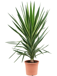 Yucca 3pp 19/80