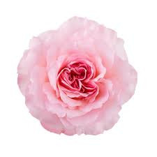 Mayras Pink 40 sm Ecuador