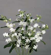 Oxypetalum Pink Harmony