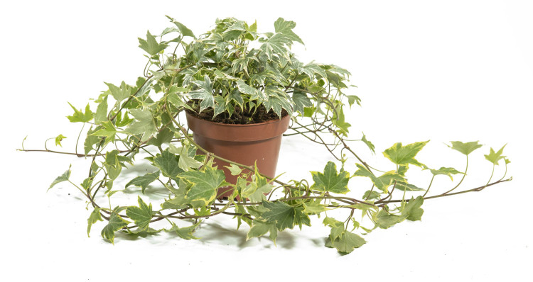 Hedera Yellow Ripple 13/40