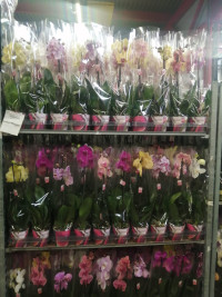 Phal 2-tak Scenza Mix12/100