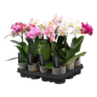 Phal A2 2-tak TerLaak Mix 12/60