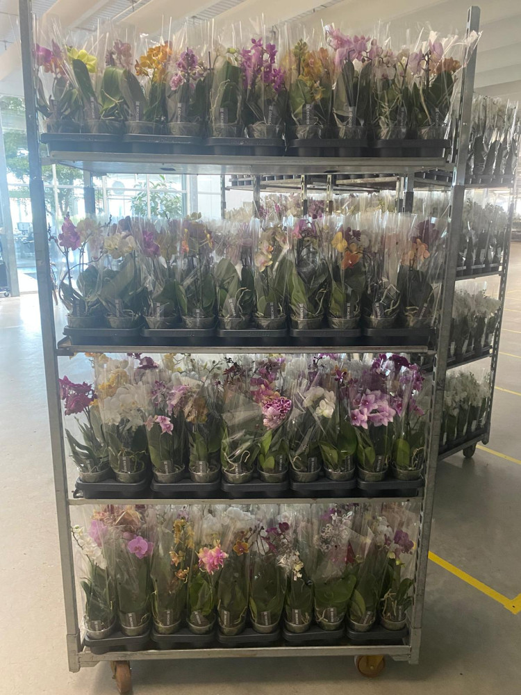 Phal A2 1-tak TerLaak Multi Mix 12/50