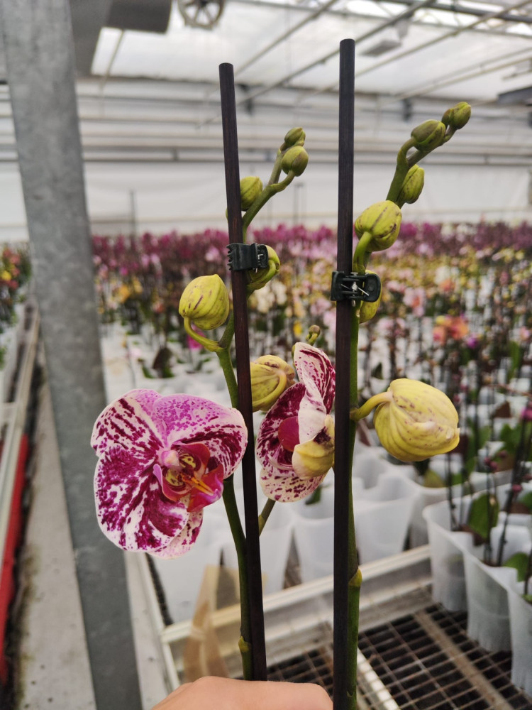 Phal 1-tak Phalaenova Paars/pink 12/65