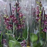 Phal 1-tak Phalaenova Paars/pink 12/65 - IMG-20250114-WA0008