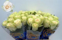 Rose Solsy 60 sm