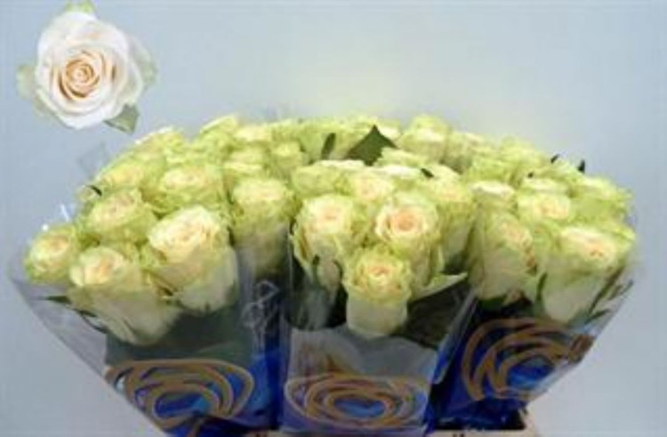 Rose Solsy 60 sm