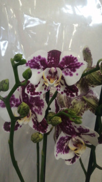 Phal Mutant Mix Phalaenova 12/40