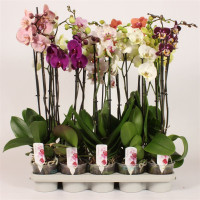 Phal 2-tak Piko Bohemian Mix 12/60