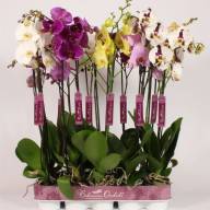 Phal 2-tak Piko Bohemian Mix 12/60 - зображення_viber_2025-03-09_16-01-29-432