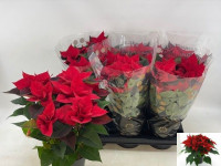 Euphorbia Chr F Red 6/17