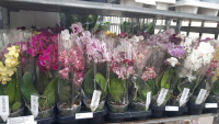 Phal 2-tak Phalaenova 25 12/65