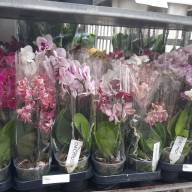 Phal 2-tak Phalaenova 25 12/65 - IMG-3fb54045594eba52d910f26be61c2a1a-V