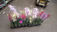 Phal 2-tak Mutant Mix 12/65